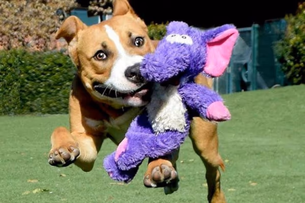 Animal Community Center Dog Park photo 2